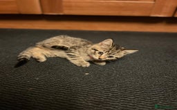 American Shorthair cats for sale: Kitten for sale  - Image 3
