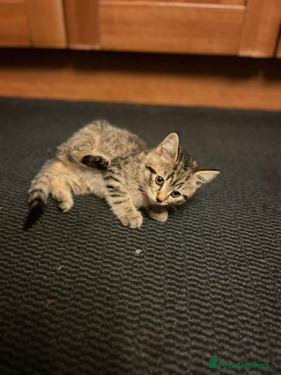 American Shorthair cats for sale: Kitten for sale  - Image 3