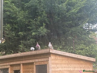 Pigeons birds - Advert 2