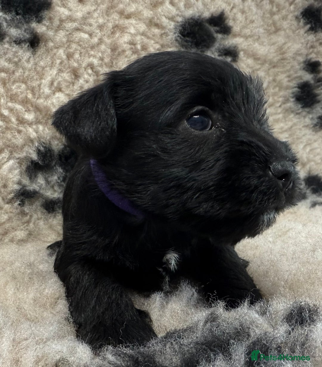 Miniature Schnauzer dogs for sale: Miniature schnauzers pups - Image 28