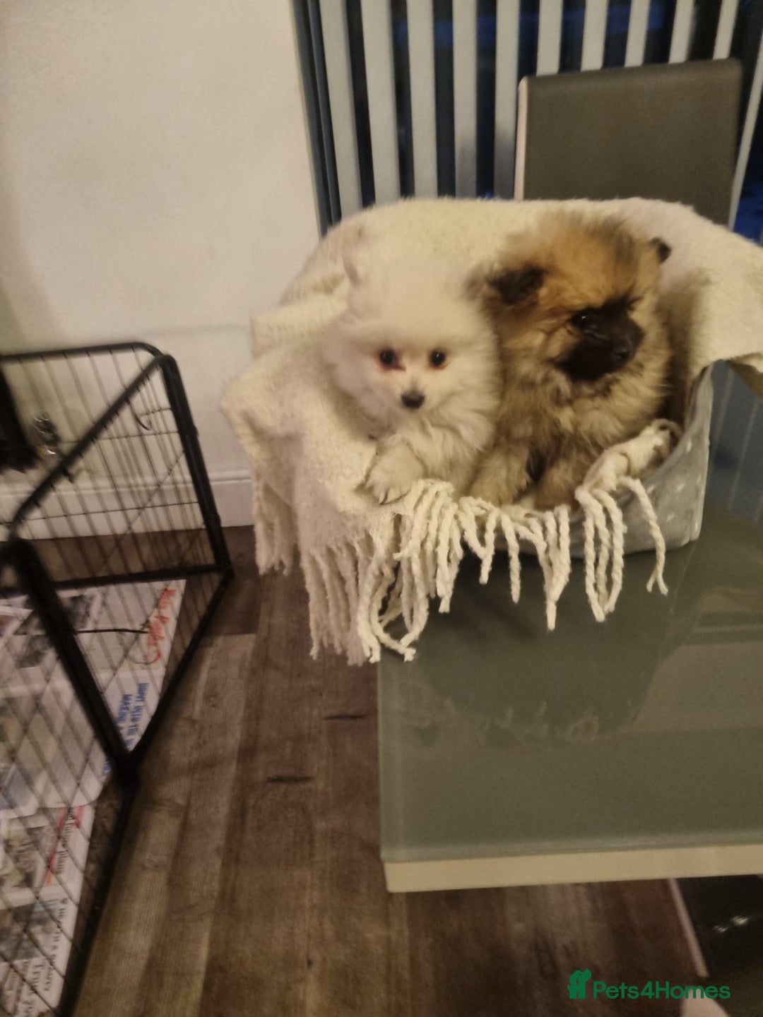 Pomeranian dogs for sale: Pomeraniums  - Advert 8