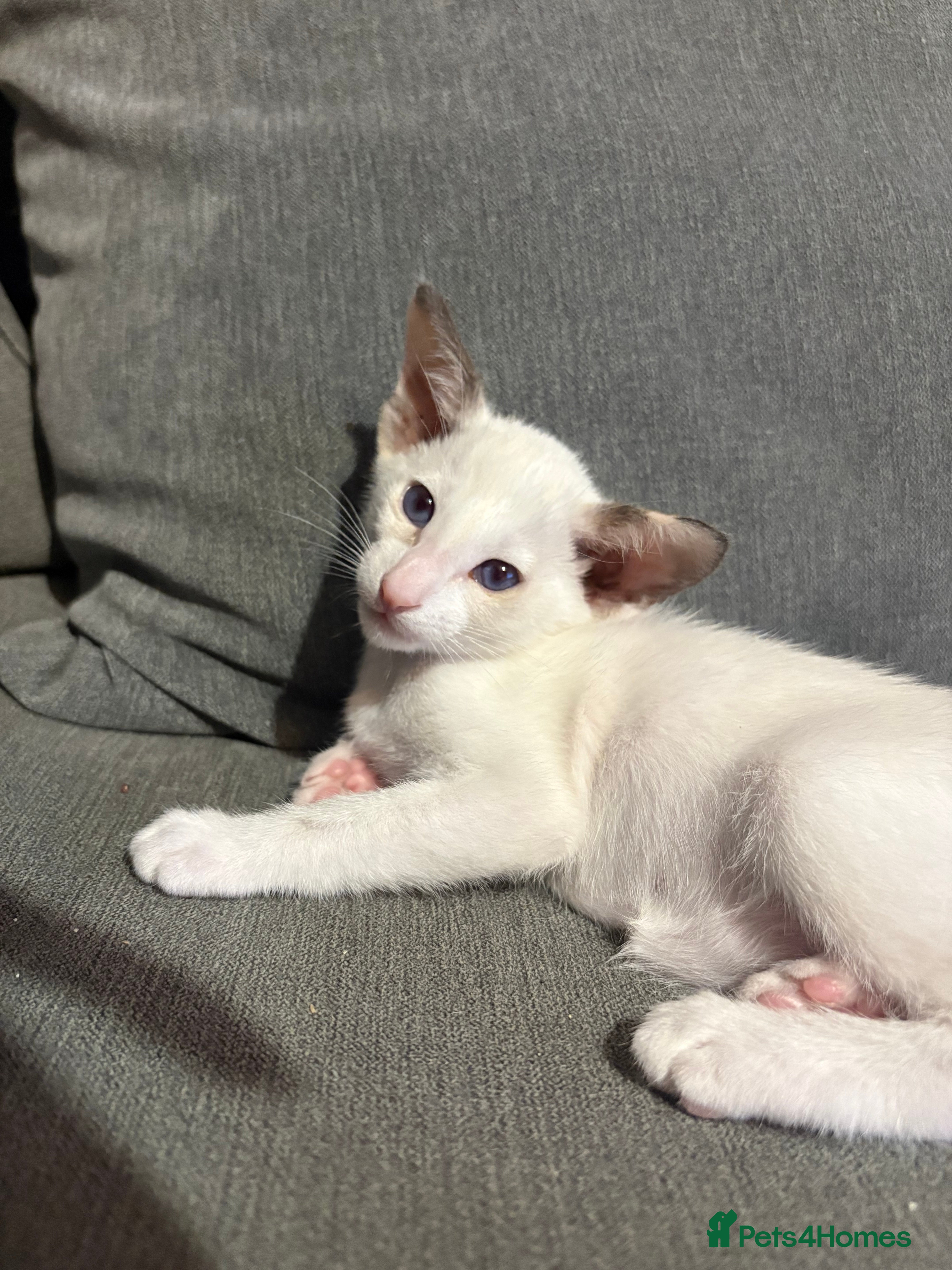 Siamese cats 🐾 **Gorgeous Oriental Shorthair & Siamese Kittens - Advert 19