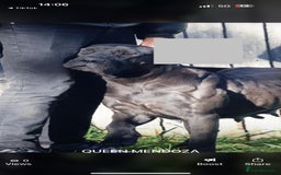 Presa Canario dogs for sale: Presa canario puppies (recognised breeder) - Image 1