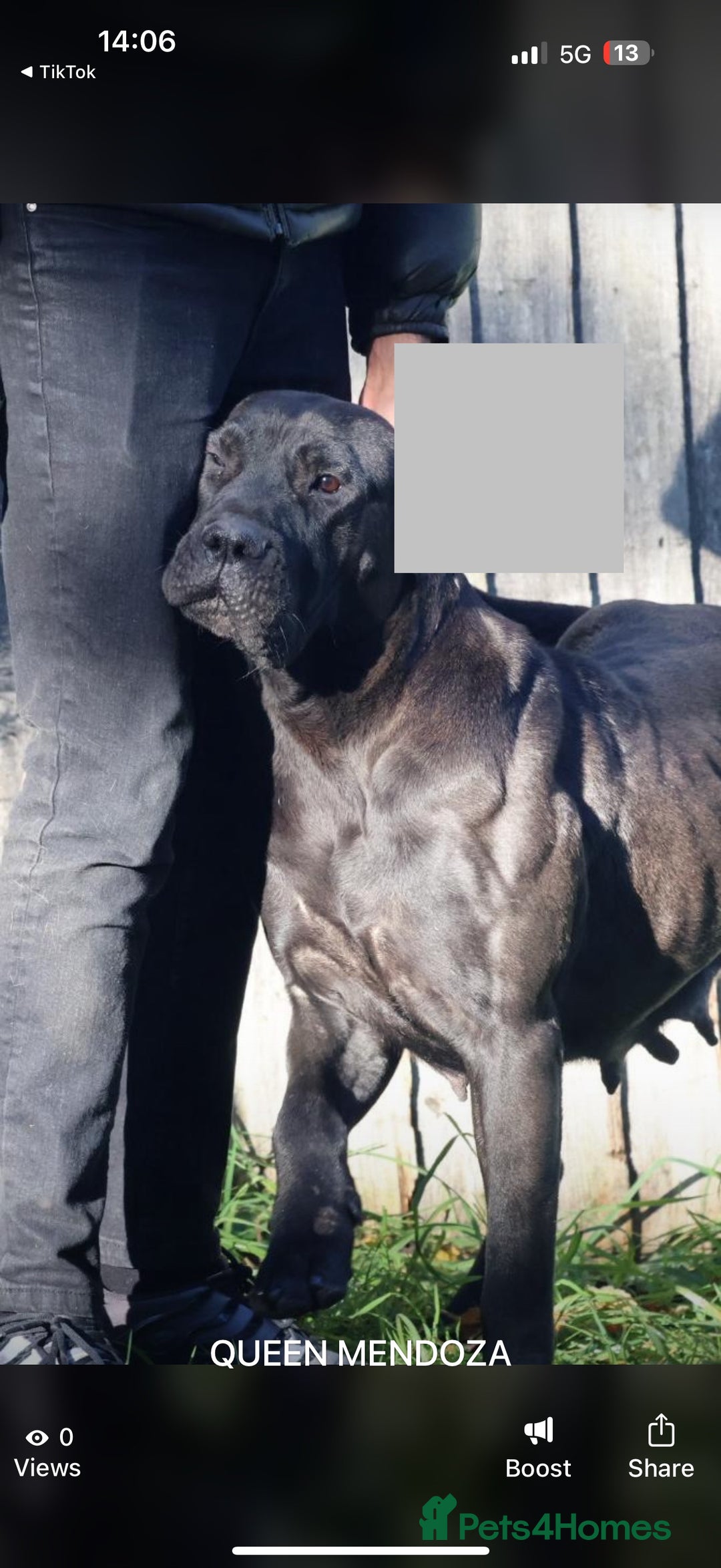 Presa Canario dogs for sale: Presa canario puppies (recognised breeder) - Image 1