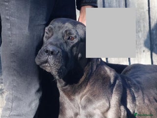 Presa Canario dogs - Advert 7