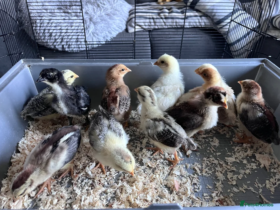 Chickens poultry for sale: 12 Chicks - Mixed breed  in Matlock - Advert 2