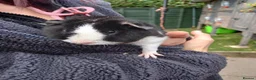 Guinea Pig rodents for sale: Teddy boys  - Advert 6