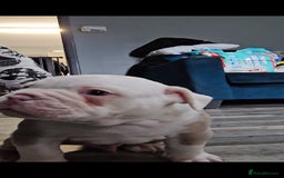 Olde English Bulldogge dogs for sale: Old english bulldog male ready 26th october - Image 4