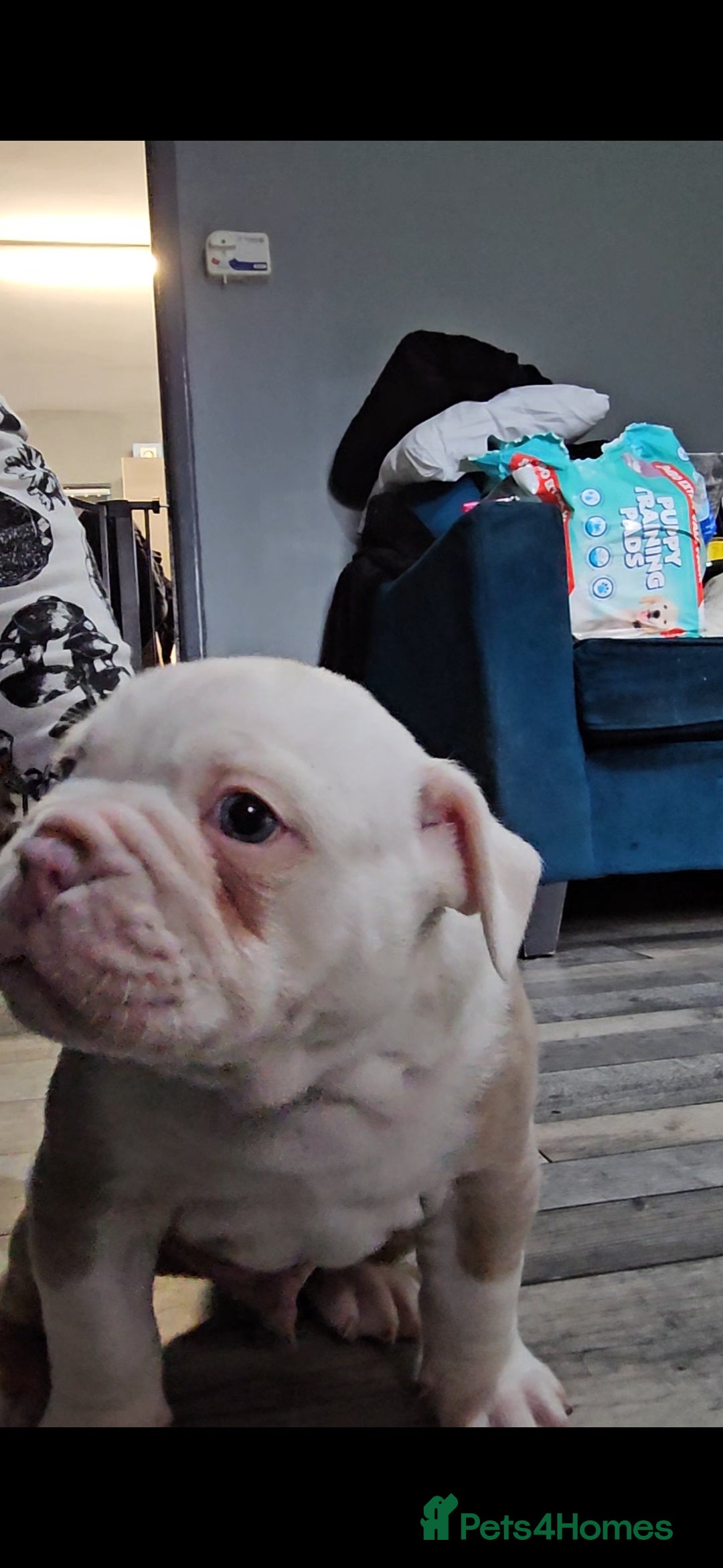 Olde English Bulldogge dogs for sale: Old english bulldog male ready 26th october - Image 4