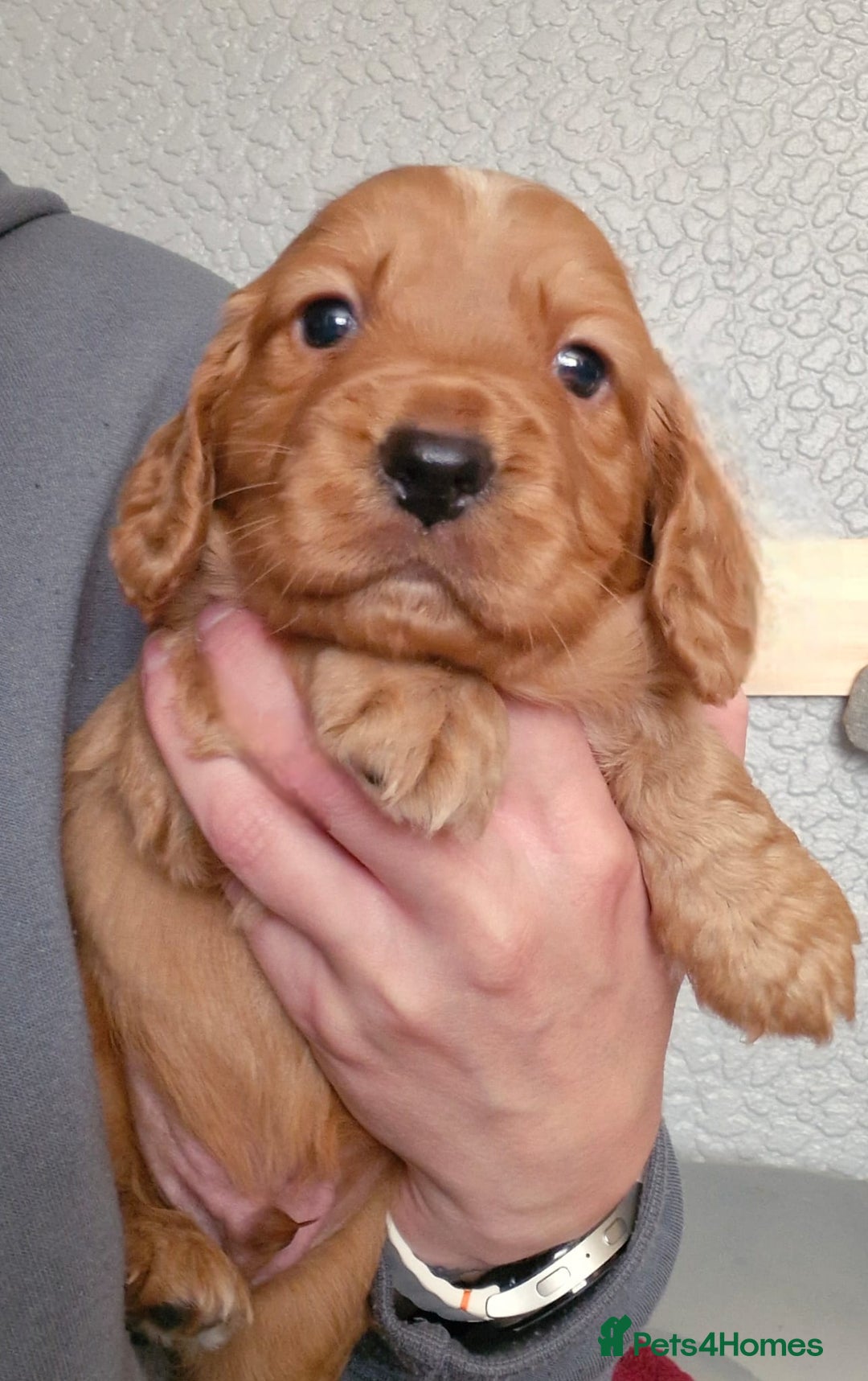 Cocker Spaniel dogs for sale: Cocker spaniel  - Advert 14