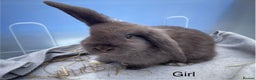 Dwarf Lop rabbits for sale: Gorgeous Dwarf Lop bunnies - 1 buck & 1 doe left - Advert 1