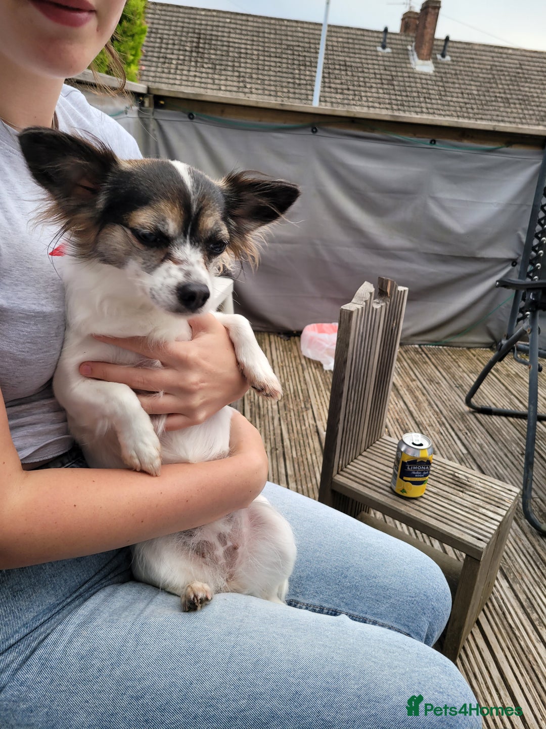 Chihuahua dogs for sale: 5 chihuahua puppies - Advert 9