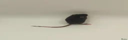 Mouse rodents for sale: beautiful friendly mice - Advert 3