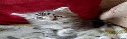 Maine Coon cats for sale: Mainecoon kittens for sale  - Advert 4