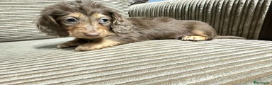 Miniature Dachshund Puppy 3
