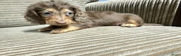 Miniature Dachshund dogs for sale: Cream Mini long hair Dachshunds - Advert 7