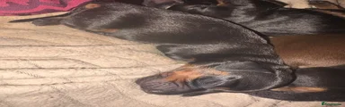 Dachshund 3
