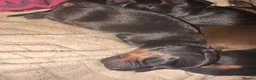 Dachshund dogs for sale: Beautiful dachshund puppies  - Advert 15
