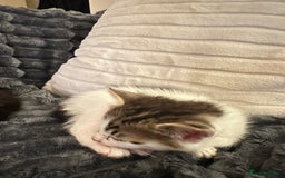 Domestic Shorthair cats for sale: short and long hair kittens ready to go - Image 8