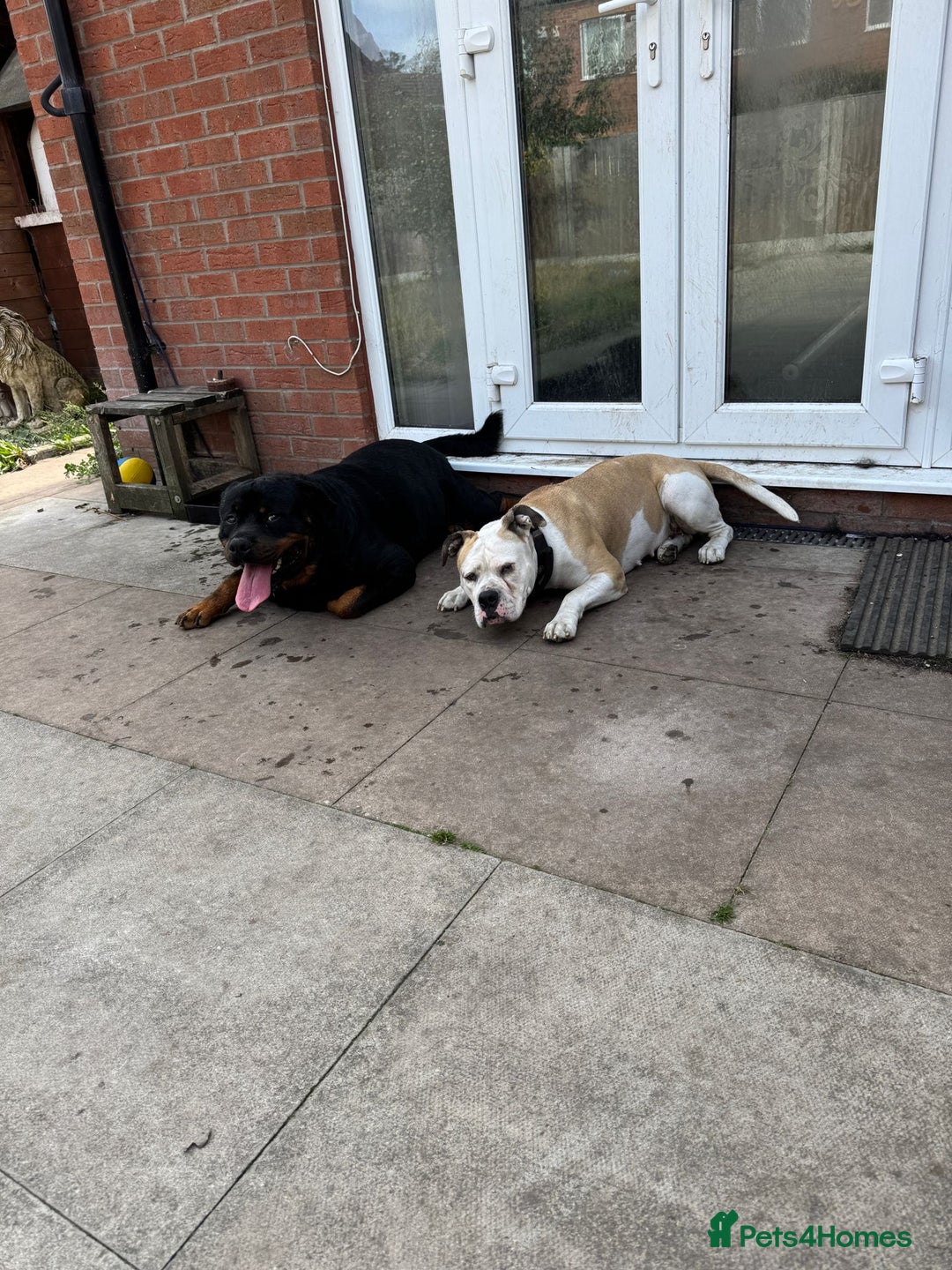 Mixed Breed dogs for sale: Puppies for sale  - Advert 2