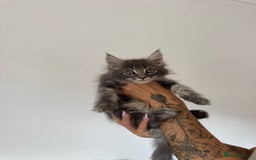 Maine Coon cats for sale: XL pure Maine coon kittens 💖 in Wellingborough - Image 5