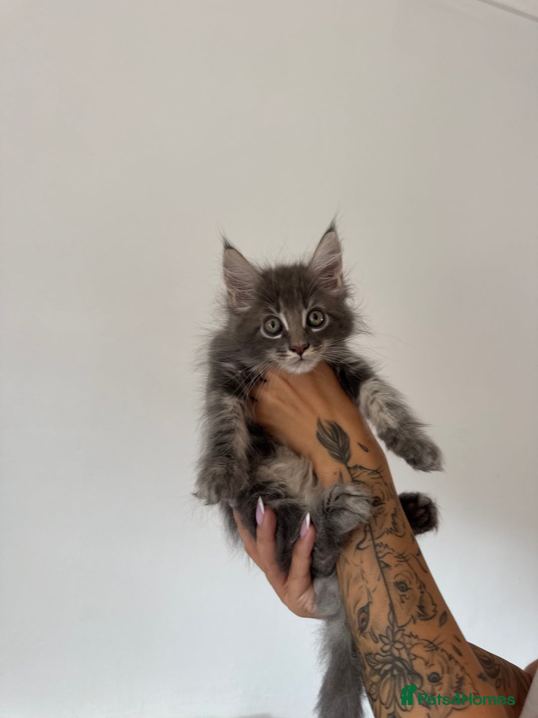 Maine Coon cats for sale: XL pure Maine coon kittens 💖 in Wellingborough - Image 5