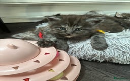Maine Coon cats for sale: XXL Maine Coon Kittens Double TICA Champion lines  - Image 8