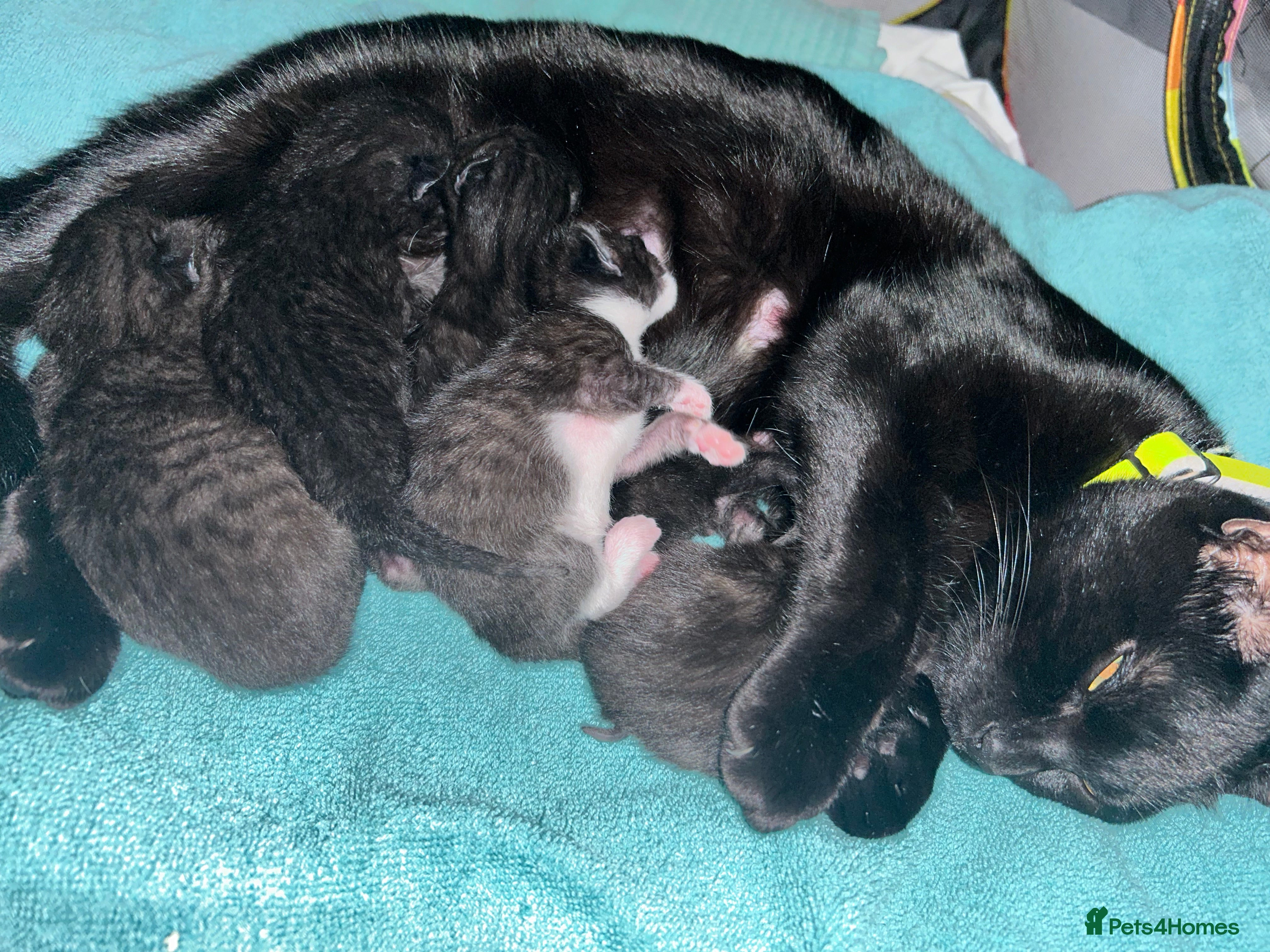 Mixed Breed cats Kittens for sale in Gosport - Advert 1