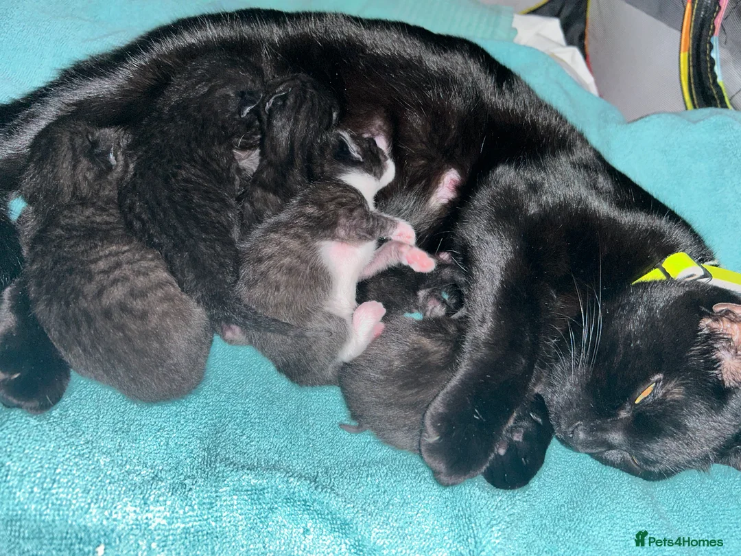 Mixed Breed cats for sale: Kittens for sale in Gosport - Advert 1