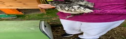 Chickens poultry for sale: Orpingtons plus - Advert 19