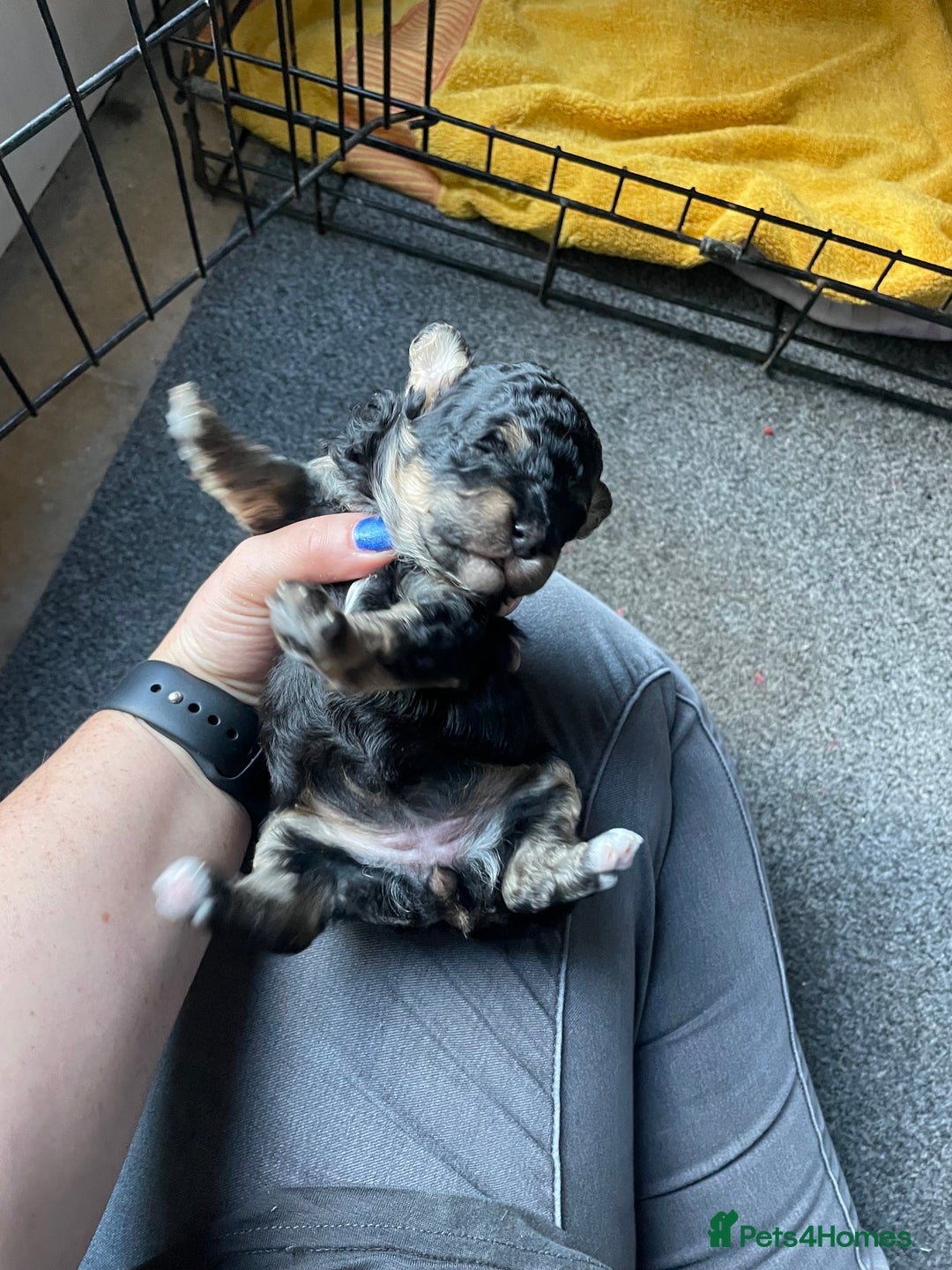 Toy Poodle dogs for sale: Gorgeous KC Toy Poodle Puppies 1 Boy Available - Image 11