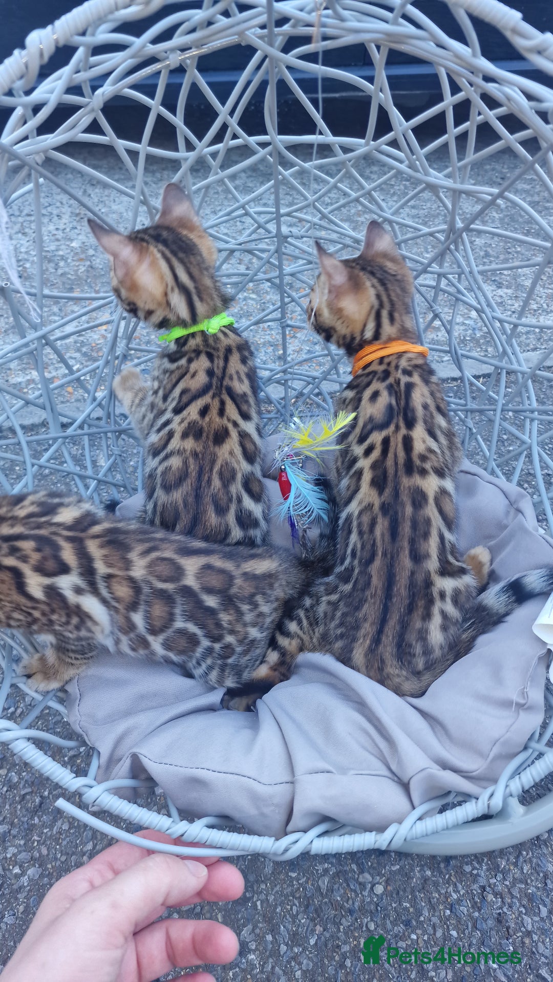 Bengal cats for sale: 3 Gorgeous Bengals kittens 😻😻❤️❤️❤️ - Image 4