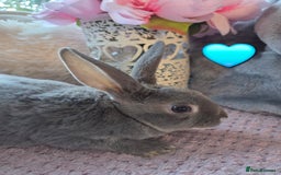 Rex rabbits for sale: 🐰🐰Beautiful baby mini rex 🐰🐰 - Advert 11