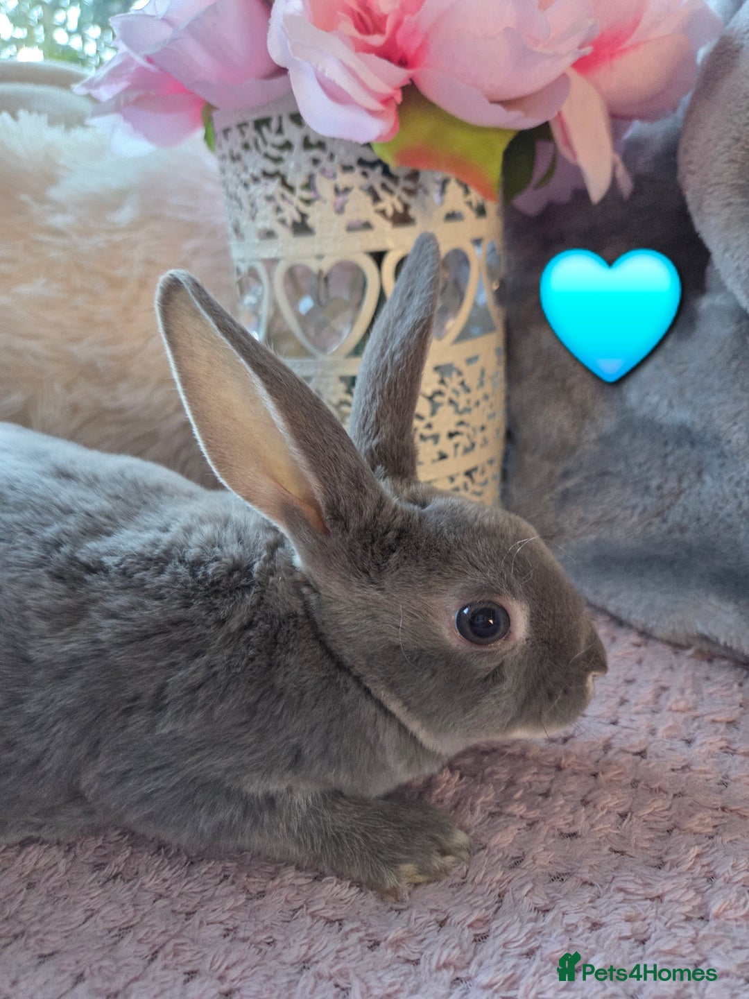 Rex rabbits for sale: 🐰🐰Beautiful baby mini rex 🐰🐰 - Advert 11