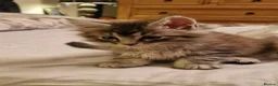 Maine Coon cats for sale: Gorgeous Half Maine Coon Litter  - Advert 7