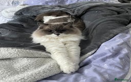 Ragdoll cats for sale: Brother Sister Ragdolls for Rehoming  - Image 27