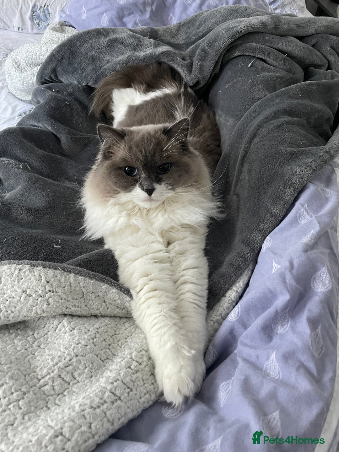 Ragdoll cats for sale: Brother Sister Ragdolls for Rehoming  - Image 27