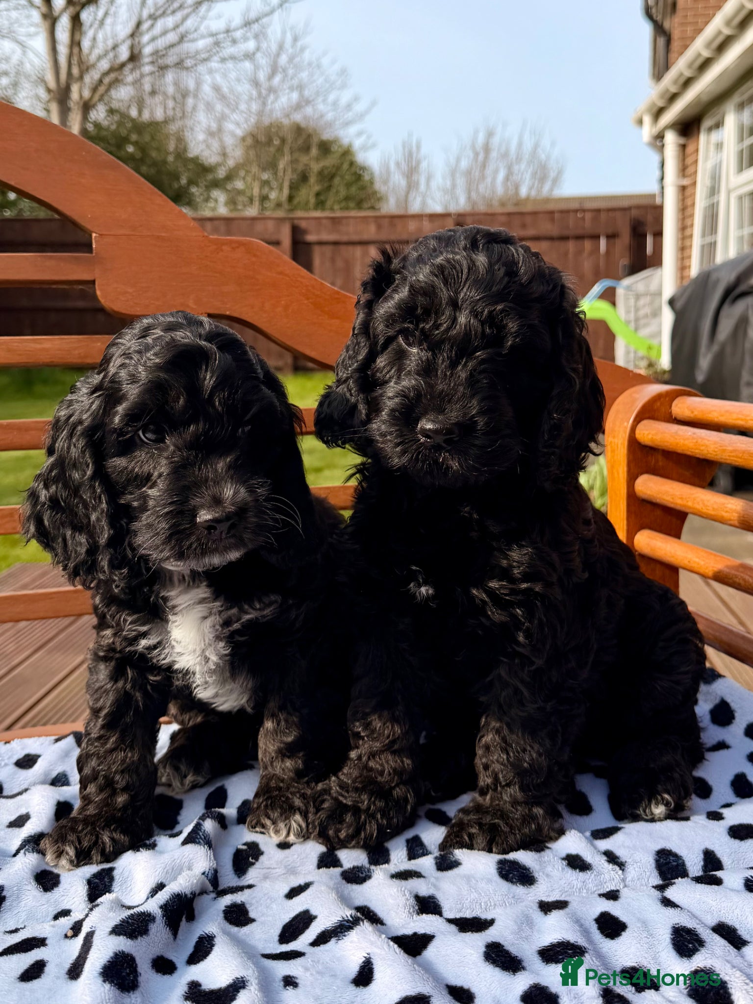 Cockapoo dogs F1 Cockapoo Puppies - Advert 5