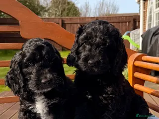 Cockapoo dogs F1 Cockapoo Puppies - Advert 5