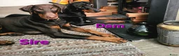 Dobermann dogs for sale: Fantastic KC Dobermann Puppies  - Advert 19