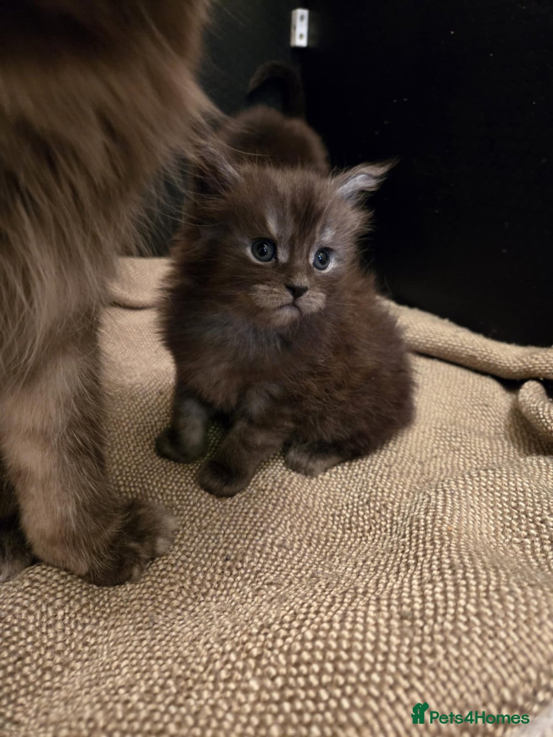 Maine Coon cats for sale: GCCF Maine Coon kittens  - Advert 18