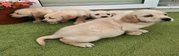 Goldador dogs for sale: Goldador Puppies  - Advert 15