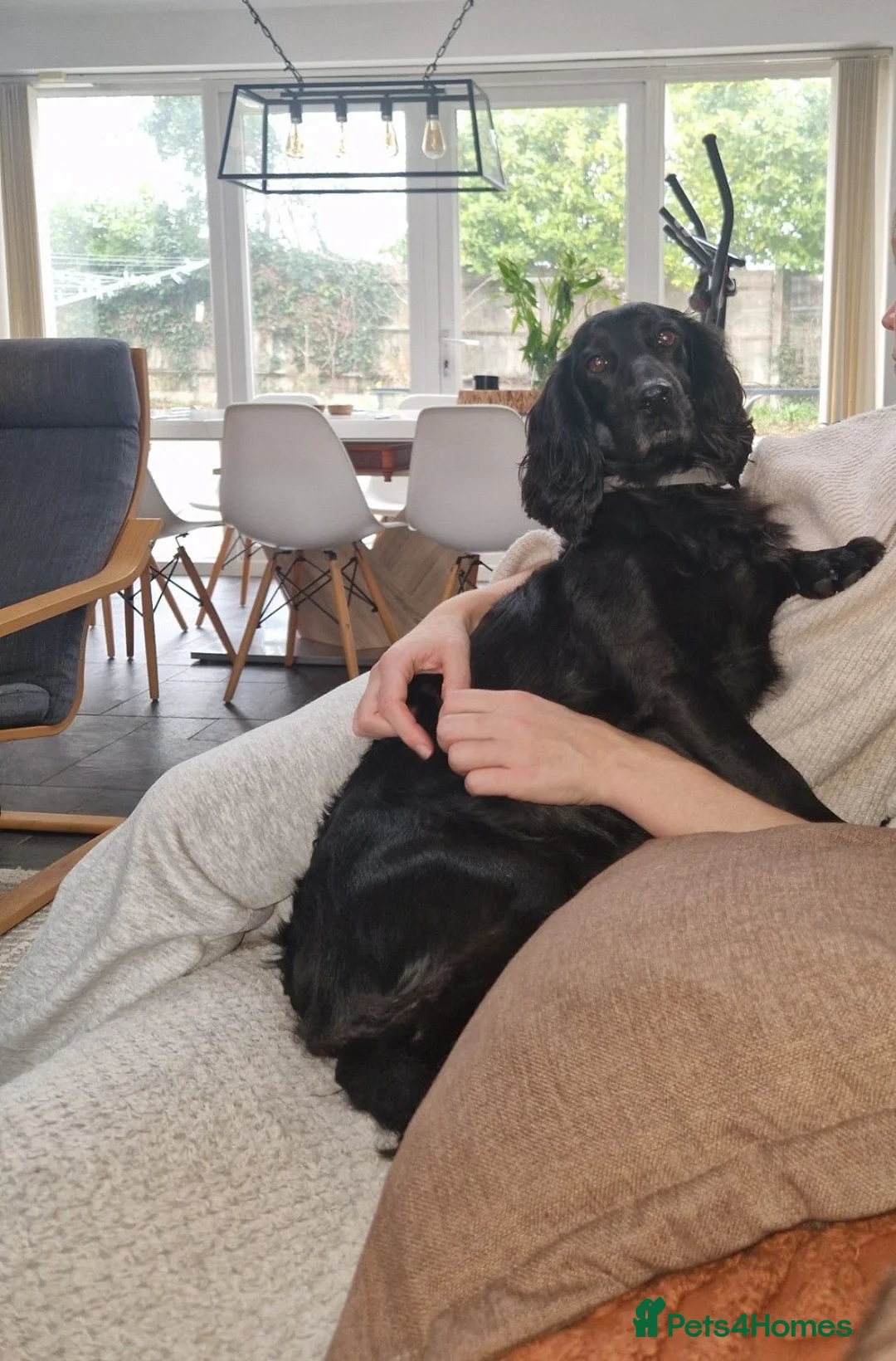 Cocker Spaniel dogs for sale: Working Cocker Spaniel Puppies – Ready 5th Sept - Advert 2
