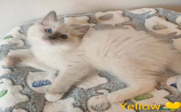 Ragdoll cats - Advert 2