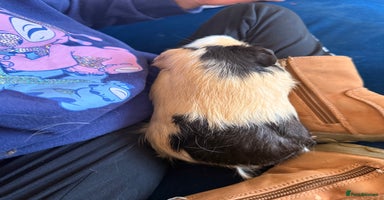 Guinea Pig rodents - Advert 4