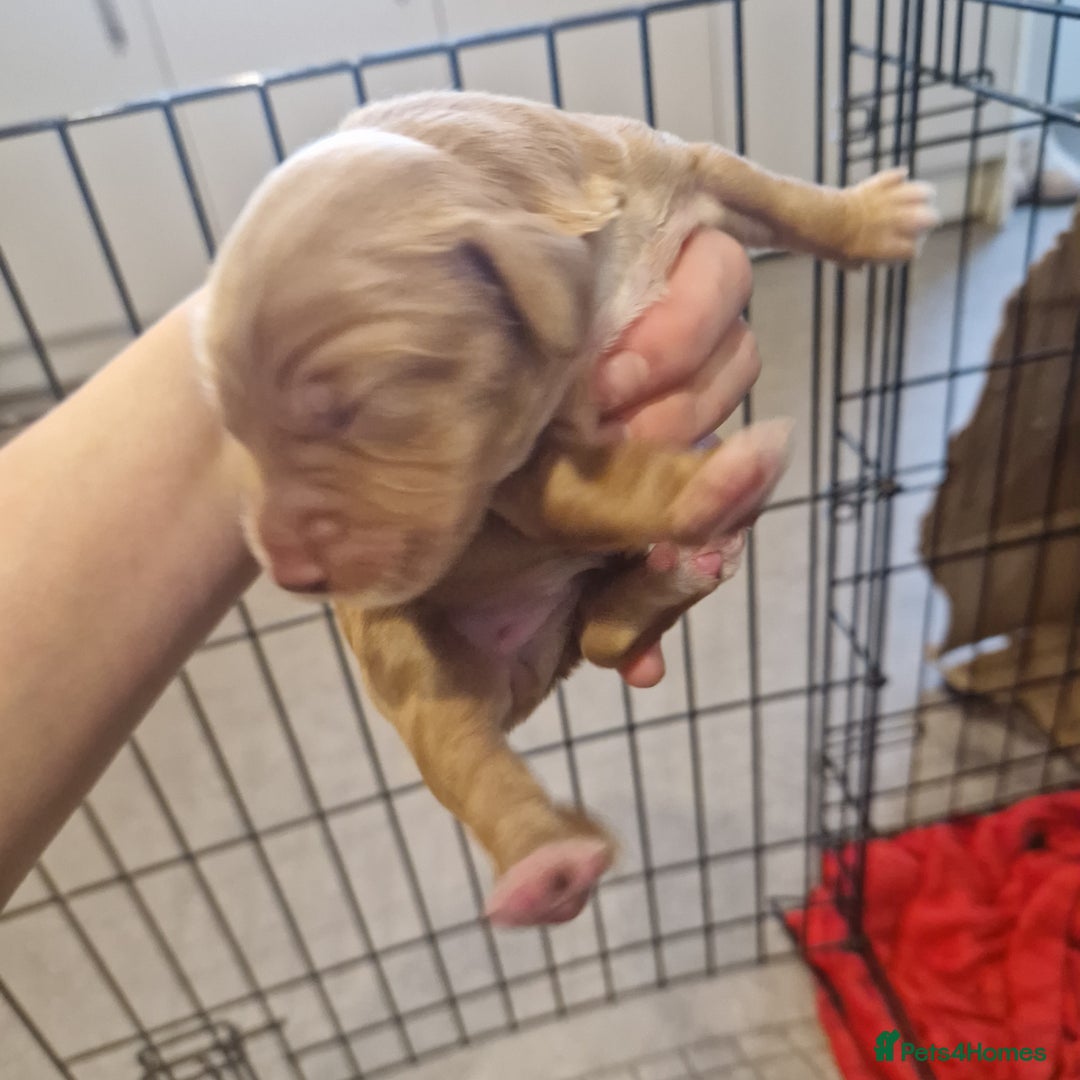 Cockapoo dogs for sale: 6 beautiful F2 cockapoos for sale!    - Advert 6