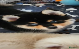 Pomsky dogs for sale: Heavenly Pomskies Puppies  - Image 2