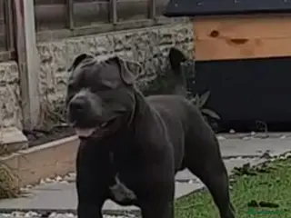 Staffordshire Bull Terrier dogs Stunning kc reg Staffordshire bull terrier stud - Advert 1