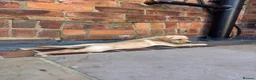 Labrador Retriever dogs for sale: KC Working line- From health tested parents  - Advert 12