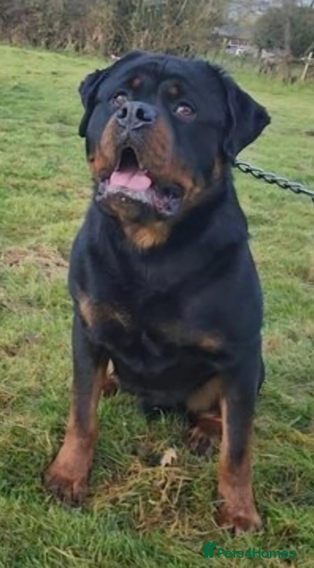 Rottweiler dogs for sale: Champion Pedigree Rottweiler Puppies - Advert 1